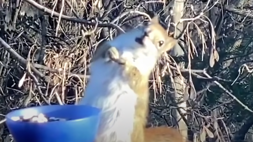 Un écureuil ivre après avoir mangé des fruits fermentés (Vidéo)